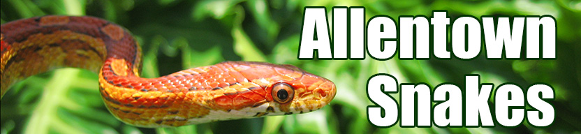 Allentown snake