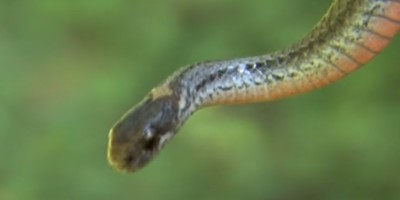 Allentown snake